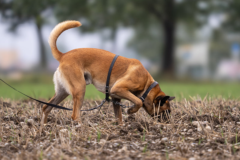 Suchgeschirr Böttcher/  extra variabel verstellbar FRABO Hundesport