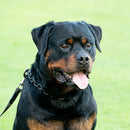 Halskette 4 mm, Edelstahl schwarz, "Medium" Sprenger