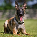 Lederhalsband, 30 mm, grün FRABO