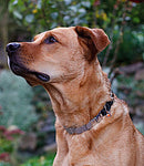 NeckTech - Fun, Edelstahl Sprenger